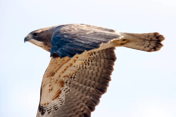 Swainson Hawk Saskatchewan Presa Caza Vuelo — Foto de Stock