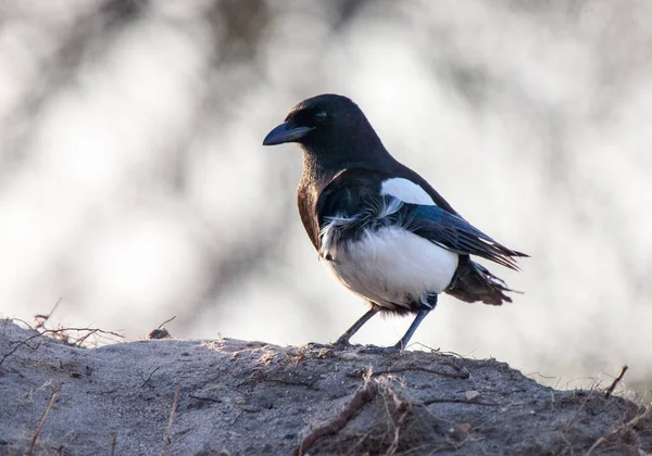 Magpie Saskatchewan Pile Dirt — Stock Photo, Image