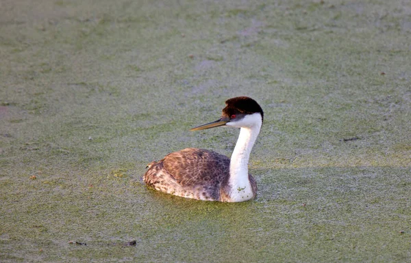 Západní Grebe Saskatchewan Rybníku Kanada — Stock fotografie