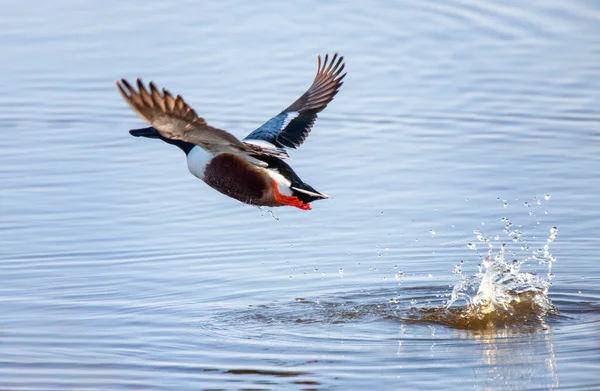 Northern Shoveler Duck Flight Saskatchewan Canada — Stock Photo, Image