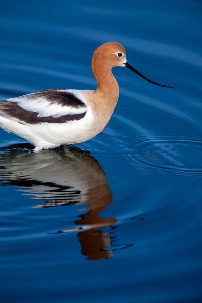 American Avocet Saskatchewan Vagueando Uma Lagoa — Fotografia de Stock