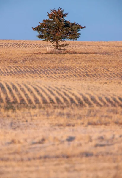 Lone Tree Saskatchewan Prairie Σταμπλ Σειρές Καλλιεργειών — Φωτογραφία Αρχείου