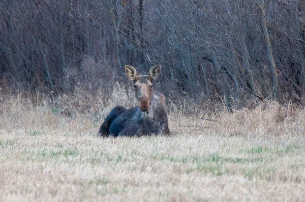 Łoś Saskatchewan Czas Wiosenny Kanada — Zdjęcie stockowe