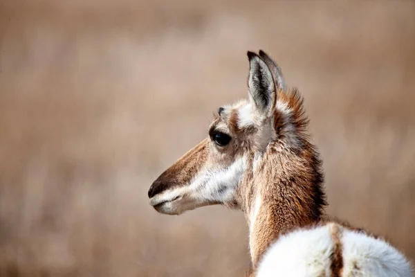 Pronghorn Antelope Saskatchewan Canada Prairie Wildlife Field — Stock Photo, Image