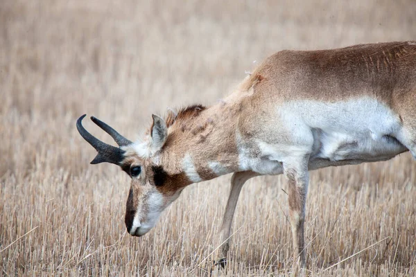 Pronghorn Antelope Saskatchewan Canada Prairie Wildlife Field — Stock Photo, Image