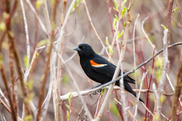 Red Winged Blackbird Marsh Canada — Stock Photo, Image