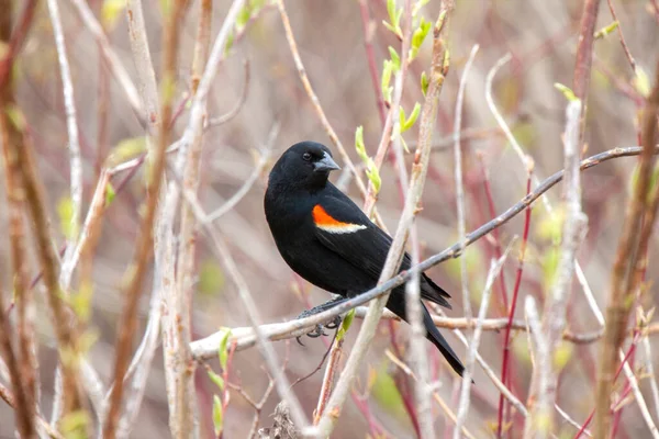 Czerwony Skrzydlaty Blackbird Bagnie Kanada — Zdjęcie stockowe
