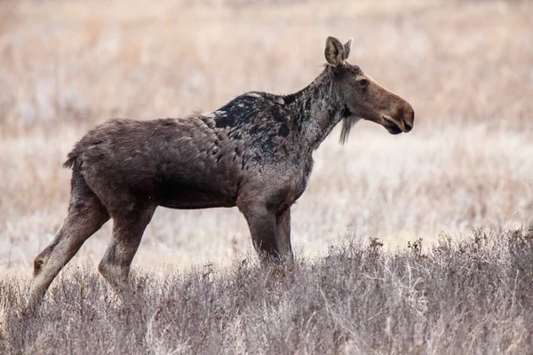 加拿大春天的萨斯喀彻温草原麋鹿 — 图库照片