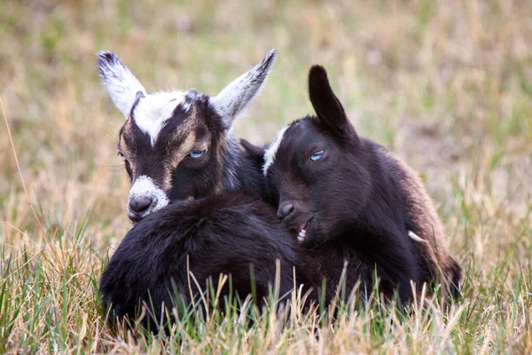 Cabras Bebés Saskatchewan Entrelaçados Campo — Fotografia de Stock