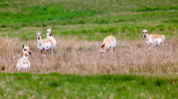 Pronghorn Antelope Saskatchewan Kanada Préri Élővilág Területen — Stock Fotó