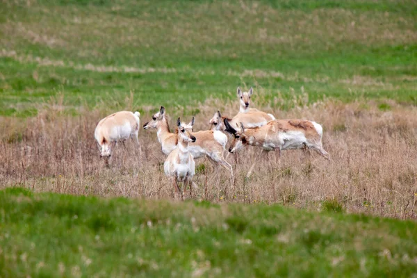 Pronghorn Antelope Saskatchewan Canadá Pradaria Vida Selvagem Campo — Fotografia de Stock