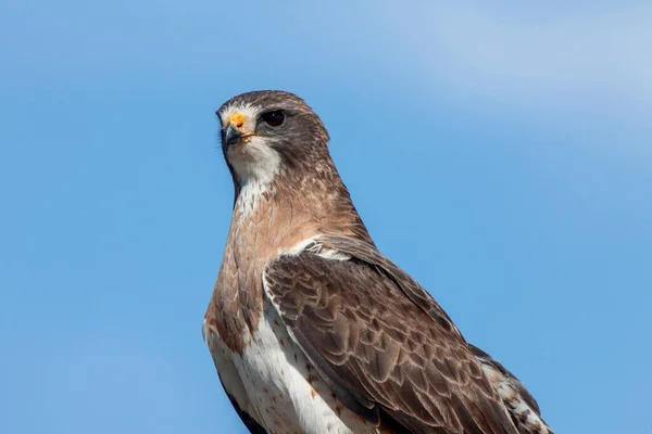 Swainson Hawk Saskatchewan坐在柱子上 — 图库照片