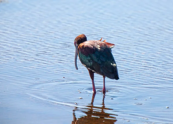 White Faced Ibis Στο Νερό Στο Saskatchewan Του Καναδά — Φωτογραφία Αρχείου