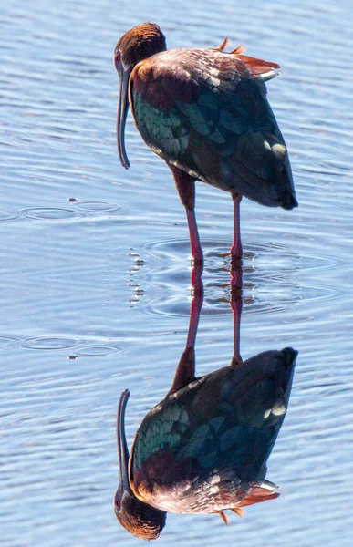 Branco Enfrentou Ibis Água Saskatchewan Canadá — Fotografia de Stock