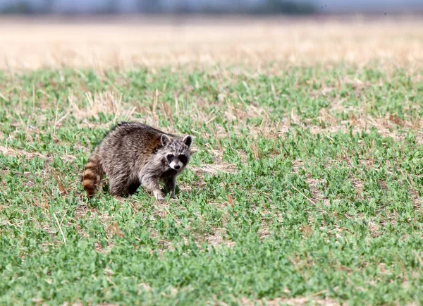 Racoon Campo Saskatchewan Canada Prairie —  Fotos de Stock