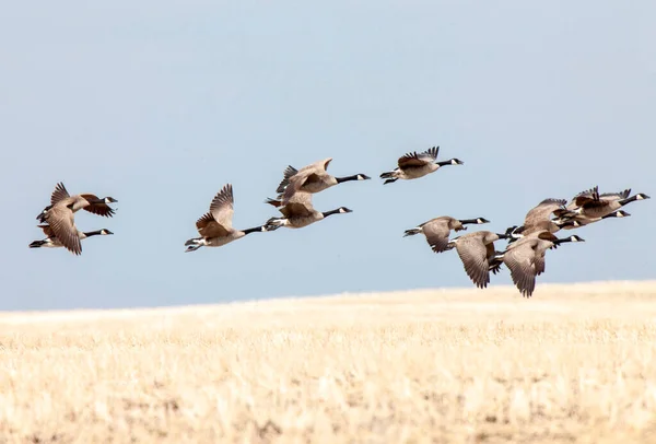 Canada Geese Flight Migrating South Fron Canada — Stock Photo, Image