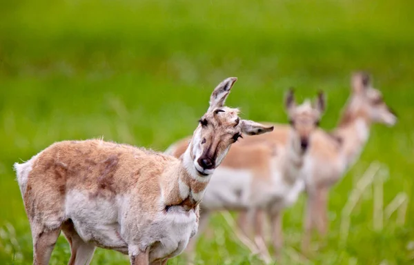 Pronghorn Antelope Saskatchewan Kanada Dzika Przyroda Prerii Polu — Zdjęcie stockowe