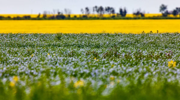 Lino Canola Prairie Colores Azul Amarillo —  Fotos de Stock