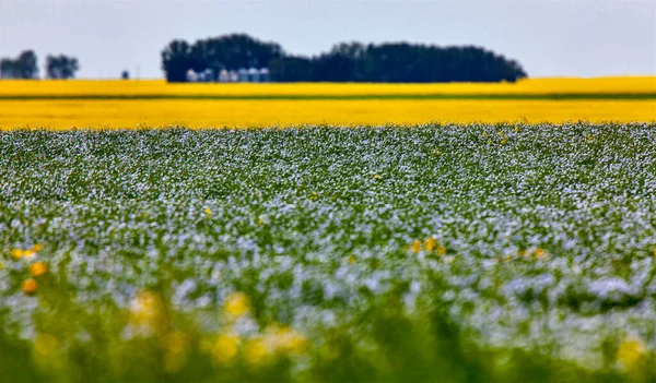 Lino Canola Prairie Colores Azul Amarillo — Foto de Stock