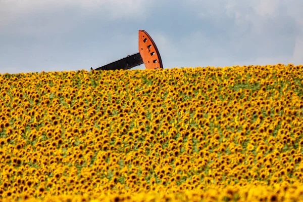 Girasoli Zucca Nella Prateria Saskatchewan Canada — Foto Stock