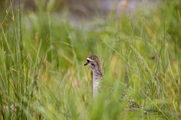 Yavru Godwit Kanada Dalgıç Kuşu Kuzey Saskatchewan — Stok fotoğraf