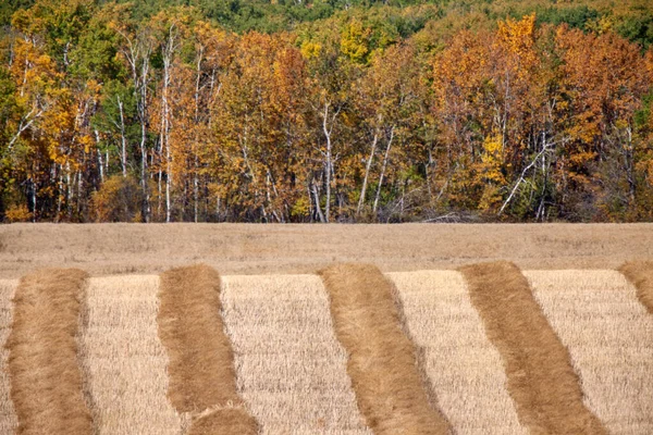 Ősz Észak Saskatchewan Vadon Rangos Vidéki Festői — Stock Fotó