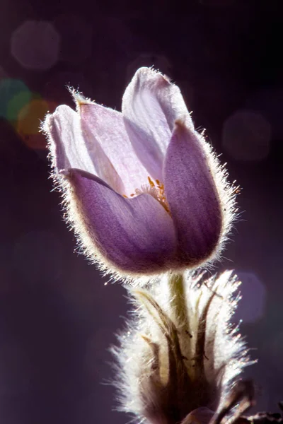 Spring Crocus Sunlit Okraj Osvětlení Krásy Fialová — Stock fotografie