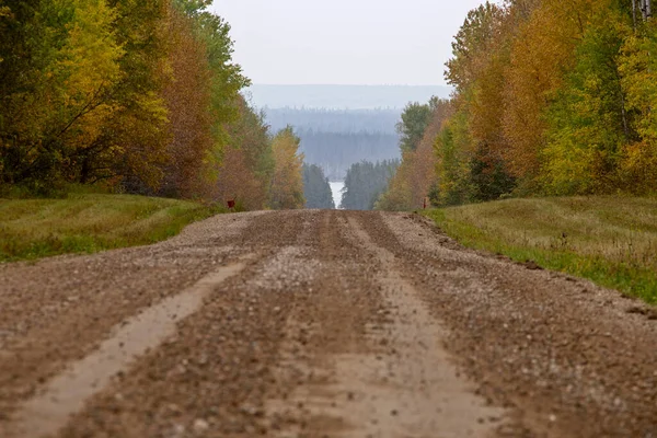 Otoño Norte Saskatchewan Silvestre Prestine Paisaje Rural —  Fotos de Stock