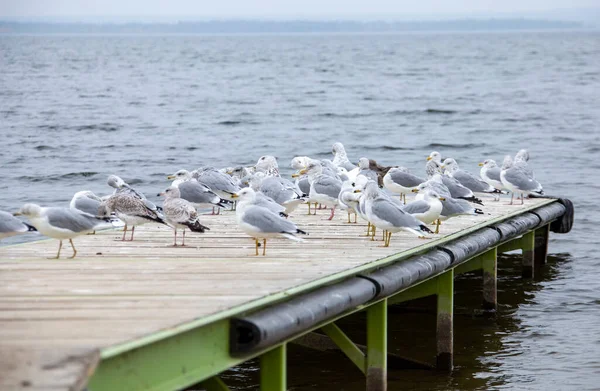 Kuzey Saskatchewan Kanada Bir Rıhtımda Martılar — Stok fotoğraf