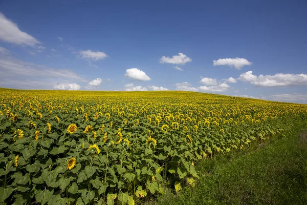 Prairie Sunflower Field Saskatchewan Canadá Cena Rural — Fotografia de Stock