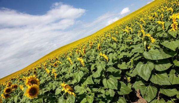 Prairie Sunflower Field Saskatchewan Canadá Cena Rural — Fotografia de Stock