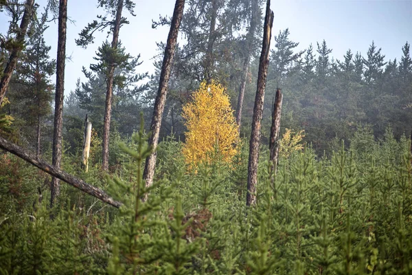 Autumn Northern Saskatchewan Wildnis Unberührte Ländliche Landschaft — Stockfoto