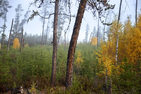 Herfst Noordelijke Saskatchewan Wildernis Prestine Landelijke Landschappelijke — Stockfoto