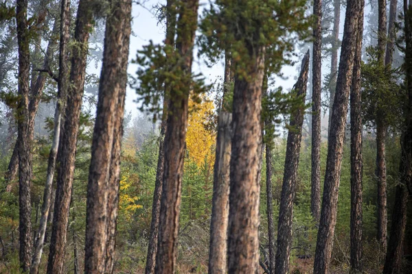 Autumn Northern Saskatchewan Wilderness Prestine Rural Scenic — Stock Photo, Image