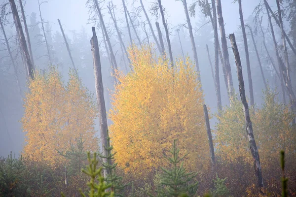 Podzim Severní Saskatchewan Divočiny Prestine Venkovské Scénický — Stock fotografie
