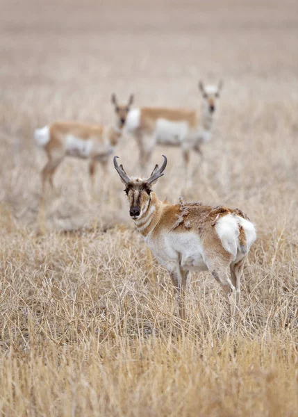 Pronghorn Antelope Saskatchewan Canada Prateria Fauna Selvatica Campo — Foto Stock