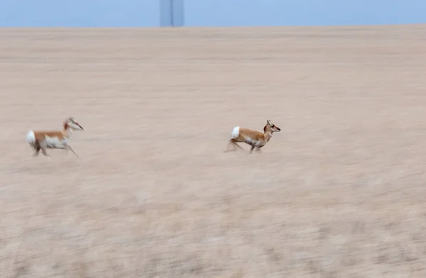 Pronghorn Antelope Saskatchewan Canada Prairie Fauna Campo — Foto de Stock