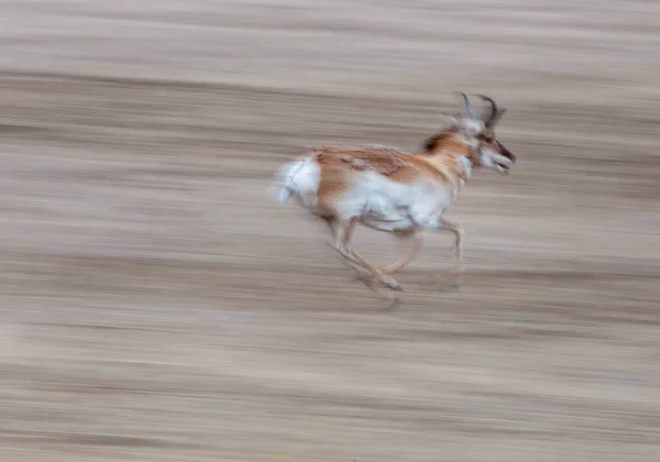 Pronghorn Antelope Saskatchewan Canada Prairie Fauna Campo —  Fotos de Stock