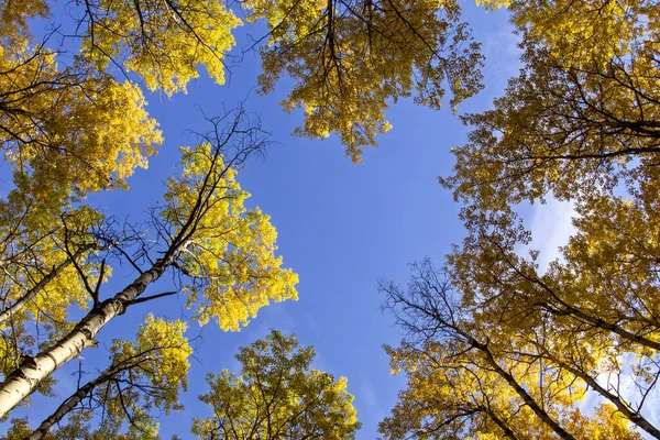 Autumn Northern Saskatchewan Wildnis Unberührte Ländliche Landschaft — Stockfoto