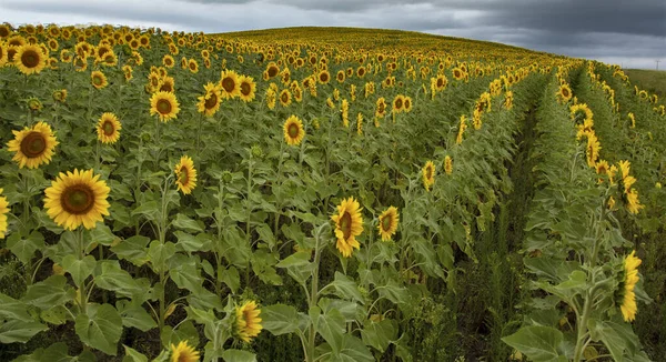 Prairie Sunflower Field Saskatchewan Canadá Cena Rural — Fotografia de Stock