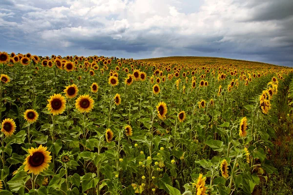 Prairie Sunflower Πεδίο Στο Saskatchewan Καναδάς Αγροτική Σκηνή — Φωτογραφία Αρχείου