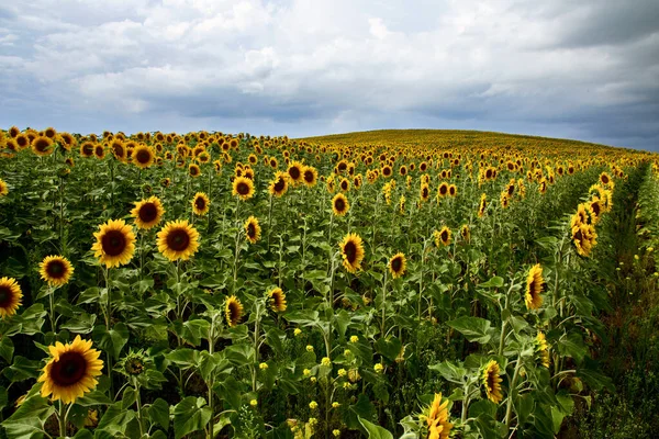 Prairie Sunflower Field Saskatchewan Canadá Cena Rural — Fotografia de Stock