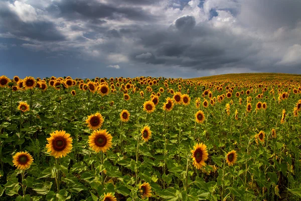 Prairie Sunflower Field Saskatchewan Canadá Cena Rural — Fotografia de Stock