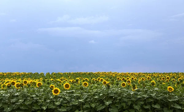 Prairie Sunflower Field Saskatchewan Canadá Cena Rural — Fotografia de Stock