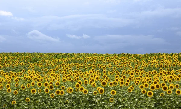 Prairie Sunflower Πεδίο Στο Saskatchewan Καναδάς Αγροτική Σκηνή — Φωτογραφία Αρχείου