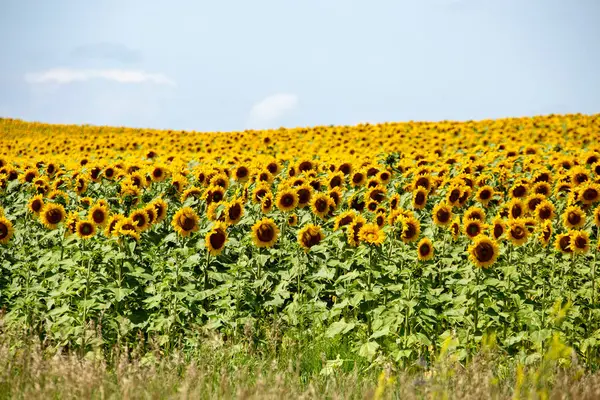 Prairie Sunflower Field Saskatchewan Canadá Cena Rural — Fotografia de Stock