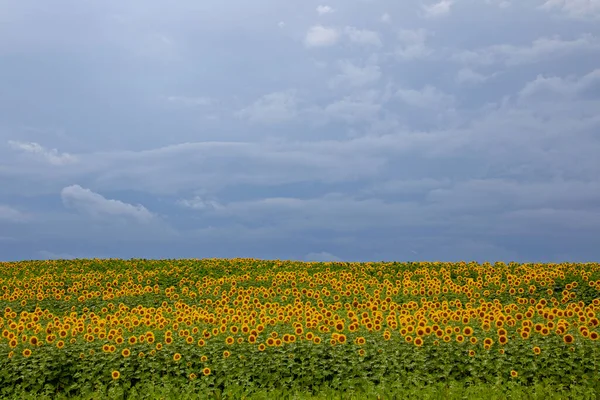 Prairie Sunflower Field Saskatchewan Canadá Cena Rural — Fotografia de Stock