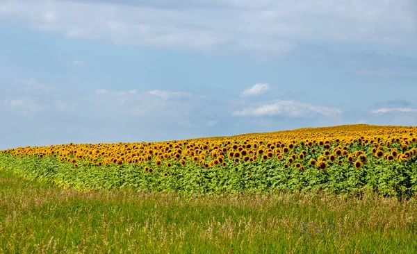 Prato Girasole Campo Saskatchewan Canada Scena Rurale — Foto Stock