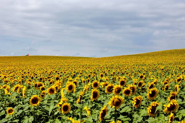 Prato Girasole Campo Saskatchewan Canada Scena Rurale — Foto Stock