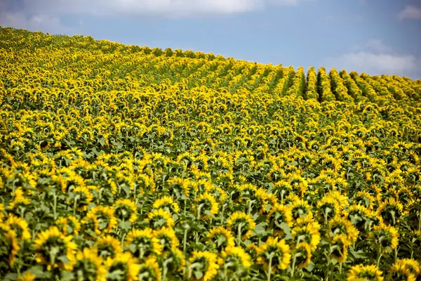 Prairie Sunflower Field Saskatchewan Canadá Cena Rural — Fotografia de Stock